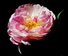 Mark Peterson > Floral photo