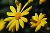 Mark Peterson > Floral photo