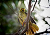 Mark Peterson > Animals photo