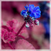 Mark Peterson > Floral photo