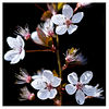 Mark Peterson > Floral photo