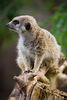 Mark Peterson > Animals photo