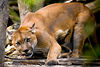 Mark Peterson > Animals photo