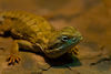 Mark Peterson > Animals photo