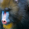 Mark Peterson > Animals photo