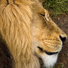 Mark Peterson > Animals photo