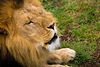 Mark Peterson > Animals photo