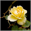 Mark Peterson > Floral photo