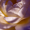 Mark Peterson > Floral photo