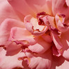 Mark Peterson > Floral photo