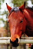 Mark Peterson > Animals photo