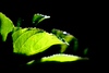 Mark Peterson > Floral photo