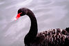 Mark Peterson > Animals photo