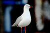 Mark Peterson > Animals photo
